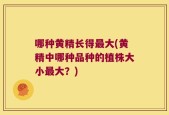 哪种黄精长得最大(黄精中哪种品种的植株大小最大？)