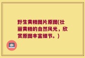野生黄精图片原图(壮丽黄精的自然风光，欣赏原图丰富细节。)