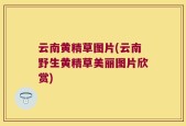 云南黄精草图片(云南野生黄精草美丽图片欣赏)