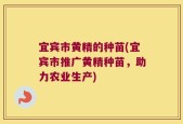宜宾市黄精的种苗(宜宾市推广黄精种苗，助力农业生产)