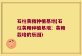 石柱黄精种植基地(石柱黄精种植基地：黄精栽培的乐园)