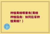种植黄精哪里有(黄精种植指南：如何在家种植黄精？)
