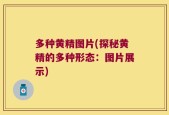 多种黄精图片(探秘黄精的多种形态：图片展示)
