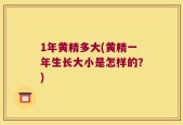 1年黄精多大(黄精一年生长大小是怎样的？)