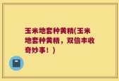 玉米地套种黄精(玉米地套种黄精，双倍丰收奇妙事！)