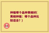 种植哪个品种黄精好(黄精种植：哪个品种比较适合？)