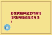 野生黄精种是怎样栽培(野生黄精的栽培方法)