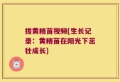拔黄精苗视频(生长记录：黄精苗在阳光下茁壮成长)