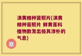 滇黄精种苗照片(滇黄精种苗照片 鲜黄莲科植物散发出极其淳朴的气息)