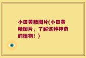小田黄精图片(小田黄精图片，了解这种神奇的植物！)