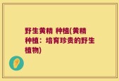 野生黄精 种植(黄精种植：培育珍贵的野生植物)