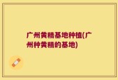 广州黄精基地种植(广州种黄精的基地)
