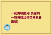 一花黄精图片(美丽的一花黄精给你带来秋日温馨)