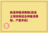 商洛种植滇黄精(商洛土地特别适合种植滇黄精，产量丰收)