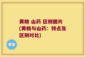 黄精 山药 区别图片(黄精与山药：特点及区别对比)