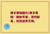 佛手黄精图片(佛手黄精：馥郁芳香，清热解毒，悠悠滋养万物。