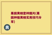 果园黄精套种图片(果园种植黄精实用技巧分享)