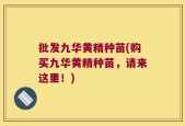 批发九华黄精种苗(购买九华黄精种苗，请来这里！)