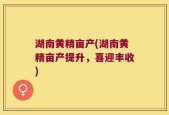 湖南黄精亩产(湖南黄精亩产提升，喜迎丰收)