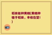 稻田能种黄精(黄精种植于稻田，丰收在望！)