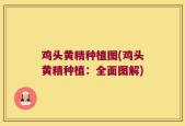 鸡头黄精种植图(鸡头黄精种植：全面图解)