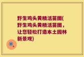野生鸡头黄精活苗图(野生鸡头黄精活苗图，让您轻松打造本土园林新景观)