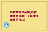 药材黄精幼苗图(药材黄精幼苗图：了解种植和养护技巧)