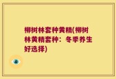 柳树林套种黄精(柳树林黄精套种：冬季养生好选择)
