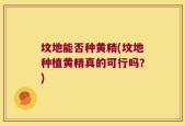 坟地能否种黄精(坟地种植黄精真的可行吗？)