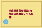 湖南野生黄精图(湖南发现珍稀黄精，引人瞩目！)