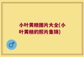 小叶黄精图片大全(小叶黄精的照片集锦)