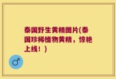 泰国野生黄精图片(泰国珍稀植物黄精，惊艳上线！)
