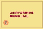 上山采野生黄精(野生黄精采摘上山记)