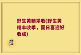 野生黄精采收(野生黄精丰收季，夏日喜迎好收成)