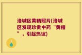 涪城区黄精照片(涪城区发现珍贵中药“黄精”，引起热议)