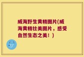 威海野生黄精图片(威海黄精壮美图片，感受自然生态之美！)
