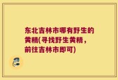 东北吉林市哪有野生的黄精(寻找野生黄精，前往吉林市即可)