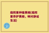 庭院里种植黄精(庭院里养护黄精，映衬静谧生活)