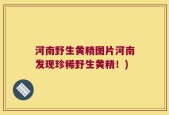 河南野生黄精图片河南发现珍稀野生黄精！)