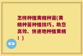 怎样种植黄精种苗(黄精种苗种植技巧，助您高效、快速地种植黄精！)