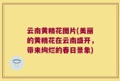 云南黄精花图片(美丽的黄精花在云南盛开，带来绚烂的春日景象)