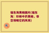 福东海黄精图片(福东海：珍稀中药黄精，带您领略它的风采)