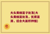 大头黄精苗子批发(大头黄精苗批发，优质苗源，适合大面积种植)