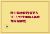 野生黄精催芽(催芽方法：让野生黄精不再成为稀有植物)