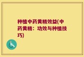 种植中药黄精效益(中药黄精：功效与种植技巧)
