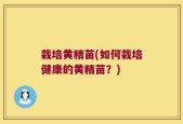 栽培黄精苗(如何栽培健康的黄精苗？)