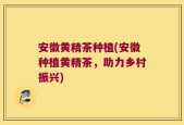 安徽黄精茶种植(安徽种植黄精茶，助力乡村振兴)