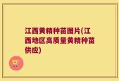 江西黄精种苗图片(江西地区高质量黄精种苗供应)