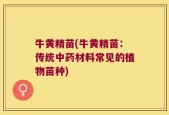 牛黄精苗(牛黄精苗：传统中药材料常见的植物苗种)