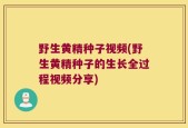 野生黄精种子视频(野生黄精种子的生长全过程视频分享)
